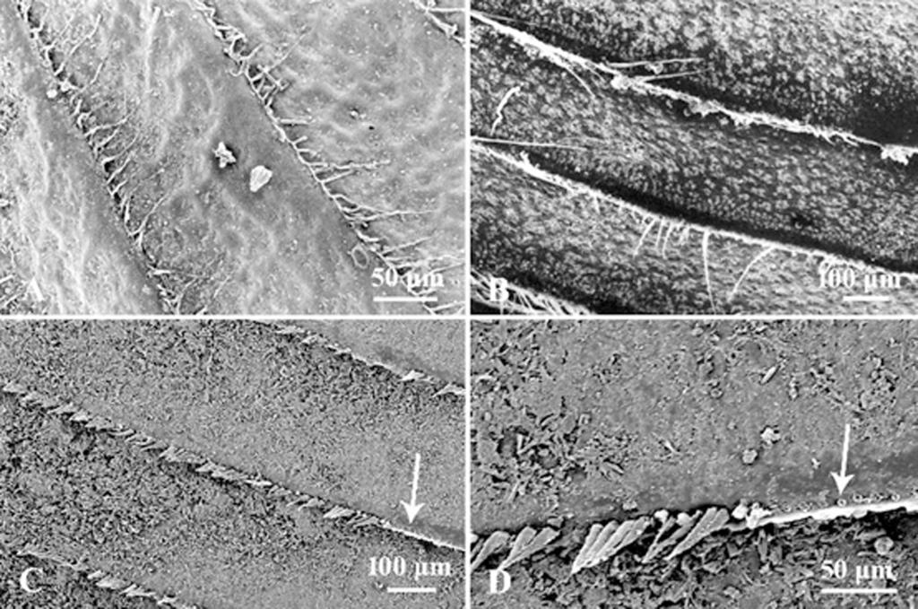 C2C569B4CBDEBAE8D009D32781C_209EEC03_275E6.jpg C2C569B4CBDEBAE8D009D32781C_209EEC03_275E6.jpg