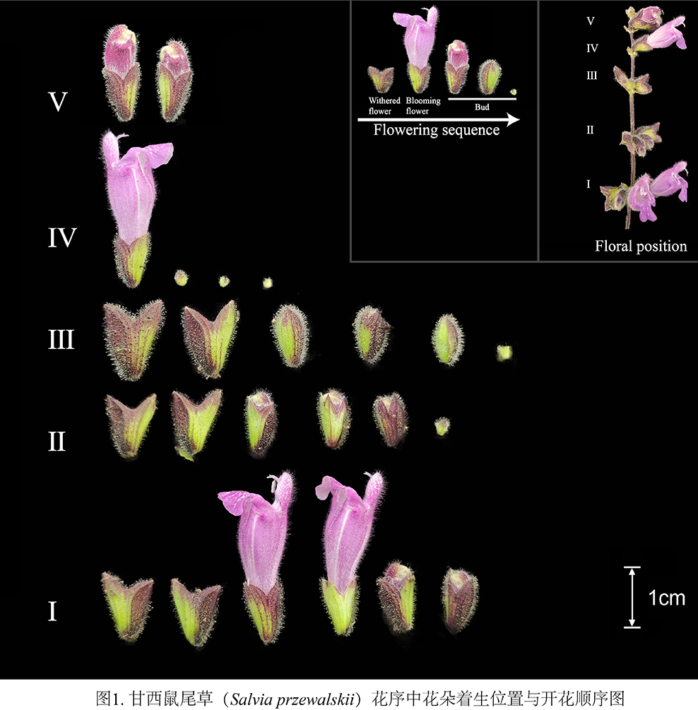72D40A3559CD1417A4709C32CA8_79129A64_7DB508.png 72D40A3559CD1417A4709C32CA8_79129A64_7DB508.png