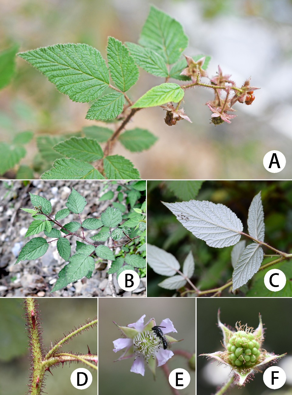 86103F5D2448623BD139B6394AD_F72F5EA5_64E08.jpg 86103F5D2448623BD139B6394AD_F72F5EA5_64E08.jpg